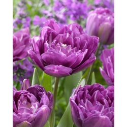 Tulipan Blue Spectacle - GIGA paczka! - 250 szt.