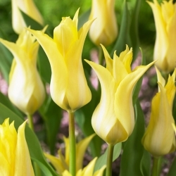 Tulipan Florijn Chic - 5 szt.