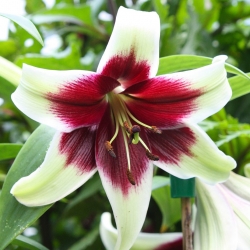 Lilia - Kushi Maya - gigantyczny kwiat i intensywny zapach! - GIGA paczka! - 50 szt.