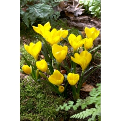 Sternbergia - żółty zimowit - duża paczka! - 20 szt.