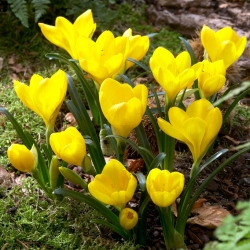 Sternbergia - żółty zimowit - duża paczka! - 20 szt.