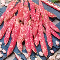 Fasola Borlotto rosso - zwykła, karłowa, na suche nasiona - kolorowy strąk i nasiona