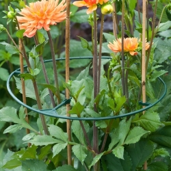 Obrączki do kwiatów ogrodowych o średnicy 30 - 40 cm - 3 sztuki