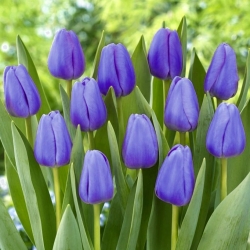 Tulipan niebieski - Blue - GIGA paczka! - 250 szt.