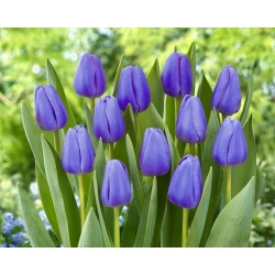 Tulipan niebieski - Blue - 5 cebulek