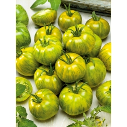 Pomidor Smarald - mięsisty, zielony, typu zebra - HIT!