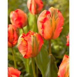 Tulipan Flower Power - 5 szt.