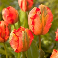 Tulipan Flower Power - duża paczka! - 50 szt.