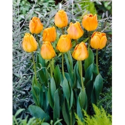 Tulipan Orange Lion - GIGA paczka! - 250 szt.