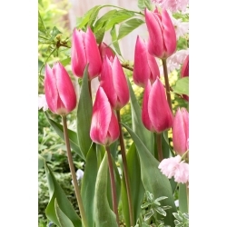 Tulipan Pink Surprise - duża paczka! - 50 szt.