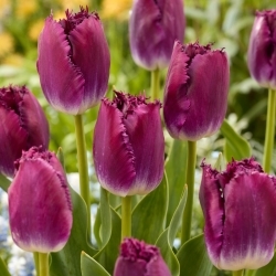 Tulipan Purple Crystal - GIGA paczka! - 250 szt.