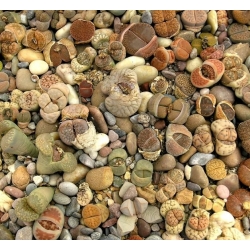 Żywe kamienie - Litopsy - 50 nasion