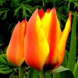 Tulipan Cape Cod  - 5 cebulek