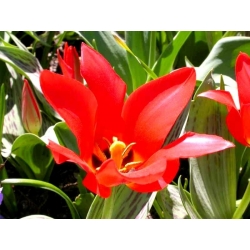 Tulipan Red Riding Hood - 5 cebulek