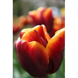 Tulipan Abu Hassan - 5 cebulek