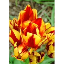 Tulipan Colour Spectacle - 5 cebulek