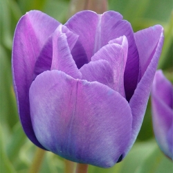 Tulipan Blue Aimable - 5 cebulek
