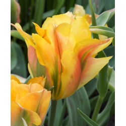 Tulipan Golden Artist - 5 cebulek