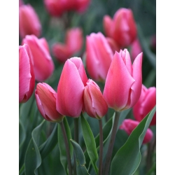 Tulipan Happy Family - 5 cebulek