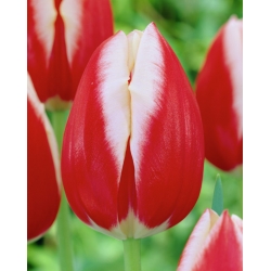 Tulipan Leen van der Mark - 5 cebulek