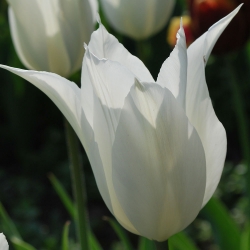 Tulipan White Wings - 5 cebulek