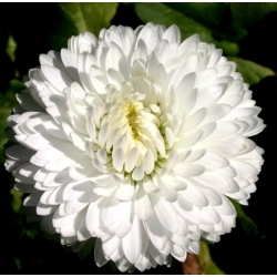Stokrotka wielkokwiatowa - biała - 600 nasion