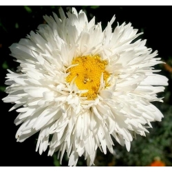 Złocień o kwiatach półpełnych Crazy Daisy - 160 nasion
