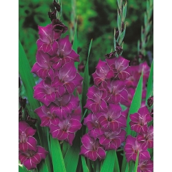 Gladiolus - Mieczyk Violetta - 5 cebulek