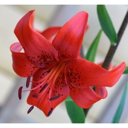 Lilia azjatycka czerwona - Red - 1 cebula