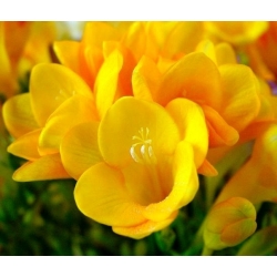 Frezja pojedyncza o kwiatach żółtych - Yellow  - 10 cebulek