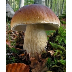 Szczepionka mikoryzowa - jadalne grzyby leśne: borowik szlachetny, podgrzybek brunatny, maślak zwyczajny