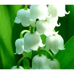 Konwalia majowa o kwiatach białych - 1 kłącze