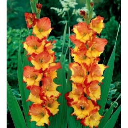 Gladiolus - Mieczyk Princess Margaret Rose - 5 cebulek
