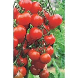 Pomidor Malinowy Kapturek