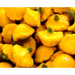 Dynia zwyczajna - Patison żółty Orange - 28 nasion
