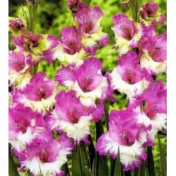 Gladiolus - Mieczyk Maggie - 5 cebulek