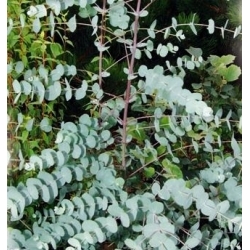 Eukaliptus właściwy - 10 nasion