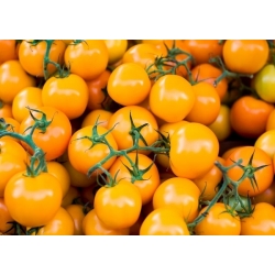 Pomidor Figiel - pomarańczowy