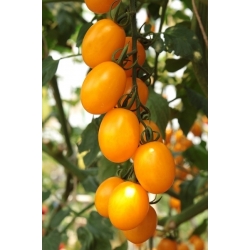 Pomidor czereśniowy Ildi - 80 nasion