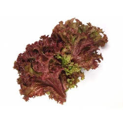 Sałata liściowa - Lollo rossa - 950 nasion