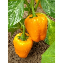 Papryka słodka pomarańczowa - Etiuda - 75 nasion