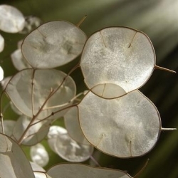 Miesięcznica (Miesięcznica, Lunaria) - 45 nasion