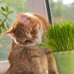 Trawa dla kotów – pokarm ułatwiający trawienie