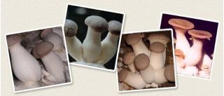 Boczniak mikołajkowy P. eryngii - grzybnia na kołkach - Planto