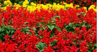 Szałwia błyszcząca czerwona + aksamitka wielkokwiatowa zółta - zestaw 2 gatunków nasion
