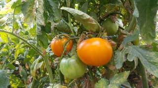 Pomidor Jantar - NANO-GRO - 30% większe zbiory
