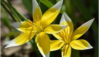 Tulipan botaniczny - niski - kolorowa mieszanka - 5 cebul