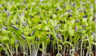 BIO Nasiona na kiełki - Słonecznik - Certyfikowane nasiona ekologiczne