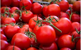 Pomidor Pedro - szklarniowy i pod osłony, dobry do przechowywania