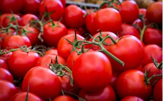 Pomidor Alka - gruntowy - 250 nasion